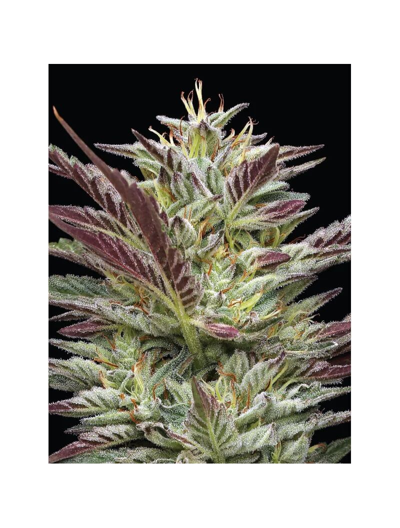 Notorious THC, Фасовка: 3, изображение 2